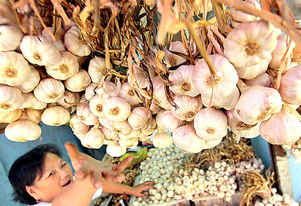 A vendor arranges garlic from Ilocos at a market stall in Baguio City. The Philippines is heavily dependent on imports because local garlic producers only contribute 7 percent to the country's supply. ANDY ZAPATA JR., file