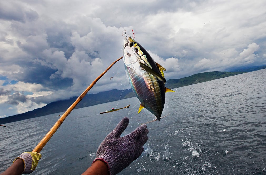 Skipjack tuna is caught off Flores island in Indonesia. Photograph: Paul Hilton/Greenpeace