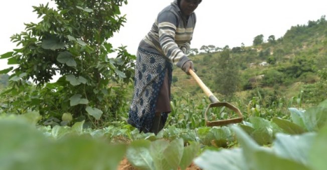 Small-scale farmers produce 80 percent of the food supply in sub-Saharan Africa and Asia. AFP file photo