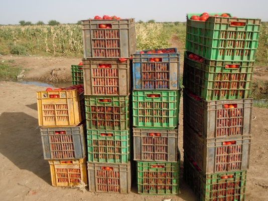 Crates of tomatoes in Nepal awaiting shipment. (Photo: Courtesy Virginia Tech)