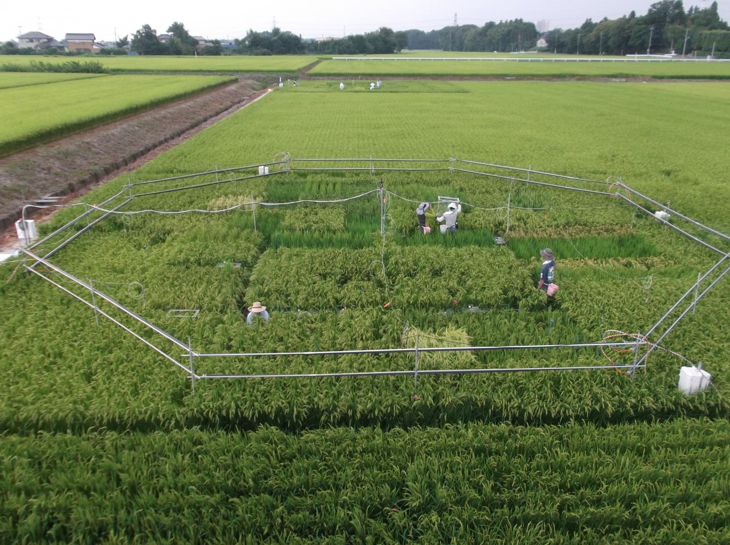 An experimental rice field near Tsukuba, Japan, testing the effects of increased carbon dioxide exposure. Toshihiro Hasegawa/National Agriculture and Food Research Organization of Japan