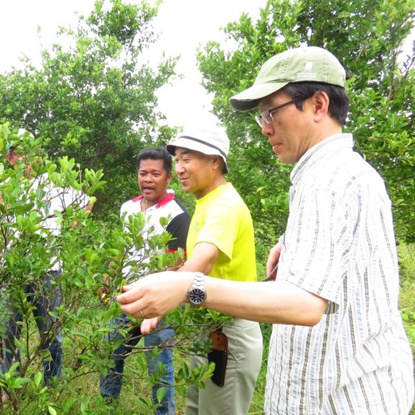 Dr. Tadashi Baba (1st from right) and Dr. Yoshitaka Kawai (2nd from right) demonstrating the full-pruning technique as another treatment for off-season fruiting of calamansi