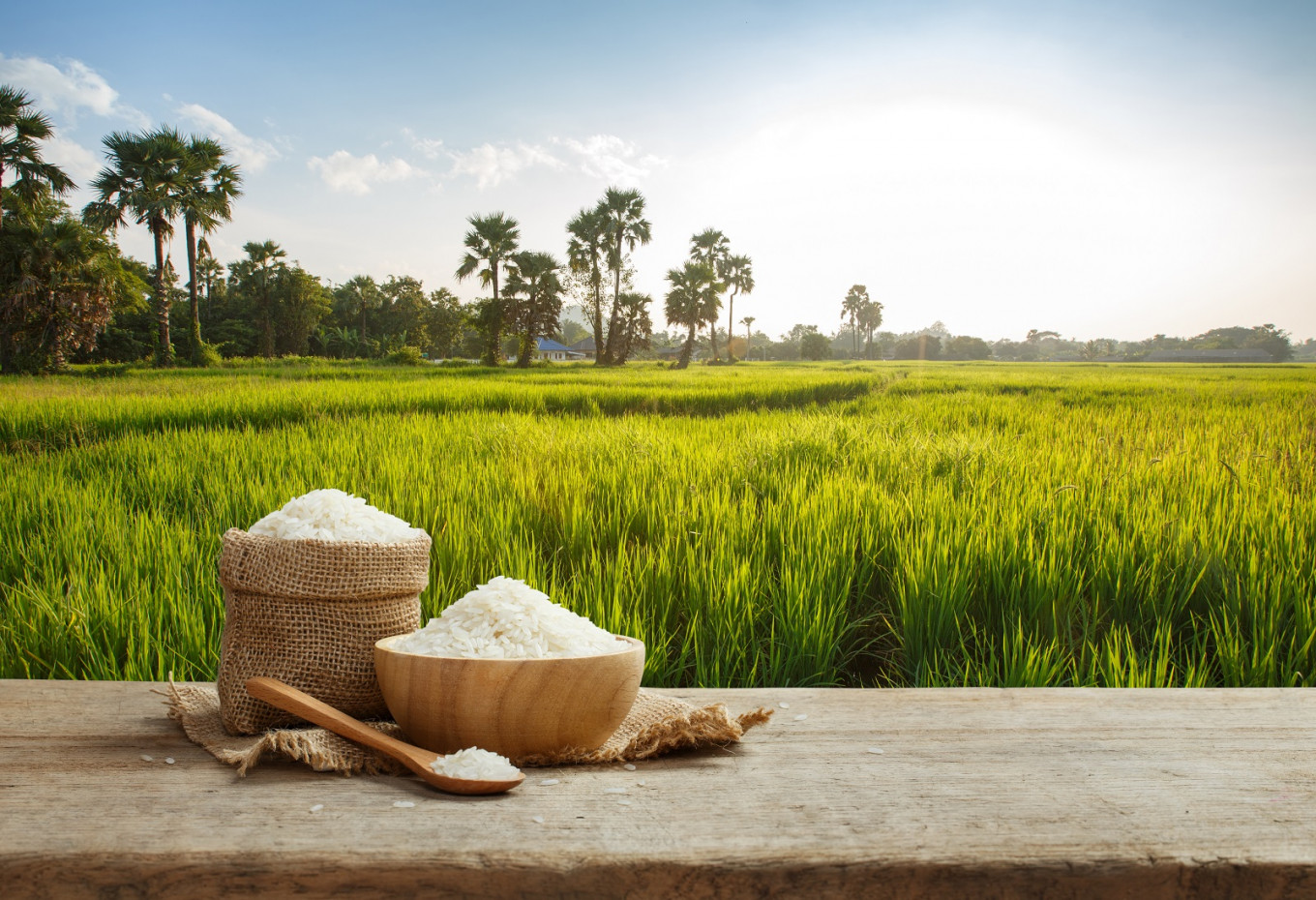 Uncooked white rice sits with a rice field in the background. (Shutterstock/DONOT6_STUDIO)