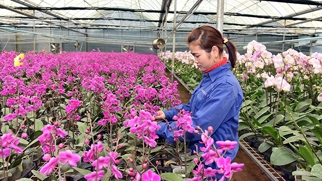 A female labourer works on a hi-tech orchid farming model run by the Tropical Flowers JSC, in Dong Sang commune, Moc Chau district, Son La province. (Photo: NDO/Dang Anh)