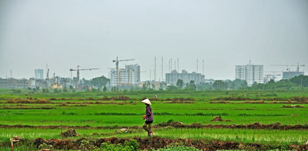 A Hanoi farmer walks through her fields. Urbanization has hit Hanoi’s farmers particularly hard.