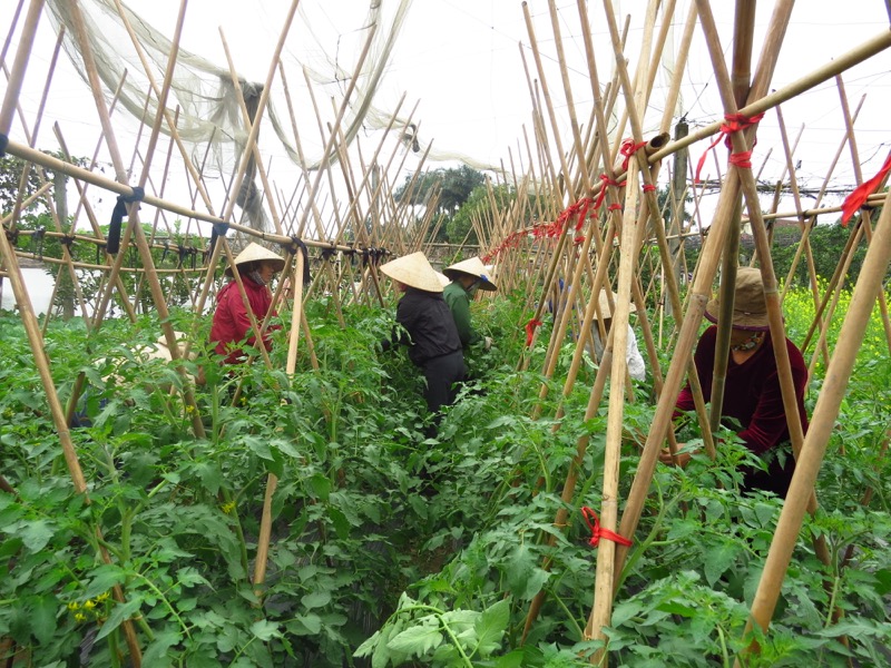 Farmers working together at the Dong Tam Cooperative.