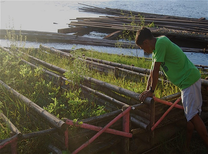 Floating bamboo paddies is an innovative farming method in Agusan Marsh in Agusan del Sur.