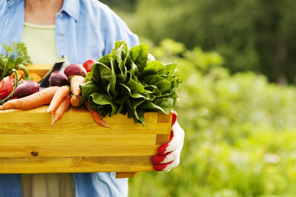 Organic food refers to vegetables, fruits, grains, dairy and meat products that was practically processed and grown by using non-conventional methods in order to boost soil and water conservation, ecological balance and reduce pollution. (Shutterstock/-)