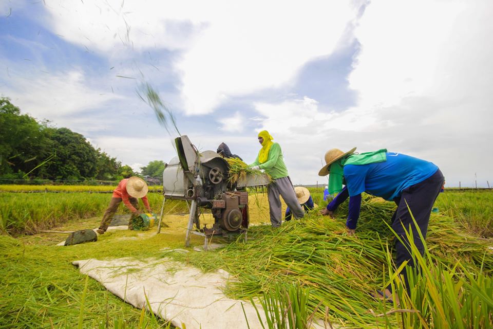 The program, dubbed “Sulong Ang Pag-unlad ng mga Magsasaka/Magniniyog” (SAPM), aims to improve the farmers’ financial management skills and assist them in agricultural businesses, specifically coconut farming. (File photo: Department of Agriculture – Philippines/Facebook)