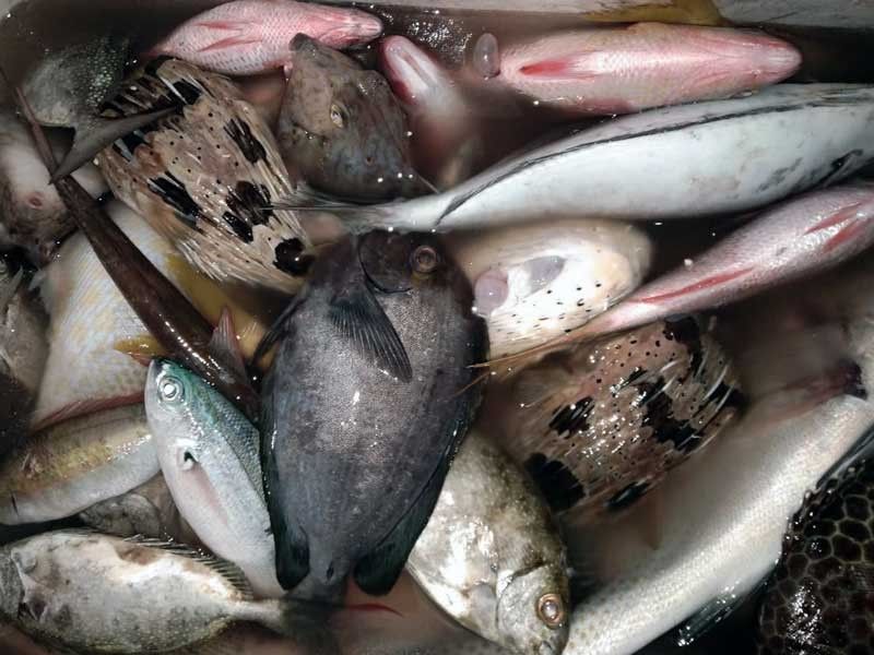 This April 16, 2020 photo shows fish caught off Cebu province during strict quarantine measures throughout the country. (Photo: Oceana)