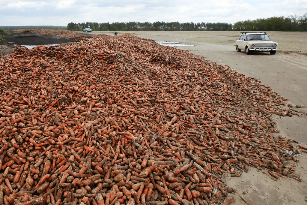 Tons of carrot dumped to rot by a local farmer in Ukraine on May 18, upon failing to sell it amid the ongoing COVID-19 pandemic, local villagers taking some of it for use as animal feed. Pyotr Sivkov—TASS via Getty Images