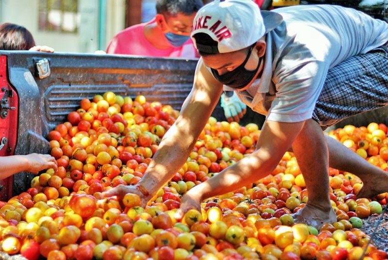 Residents of Barangay District 4 in Bayombong, Nueva Vizcaya on June 18, 2020 pick free tomatoes. (Photo credit: Philippine Star)