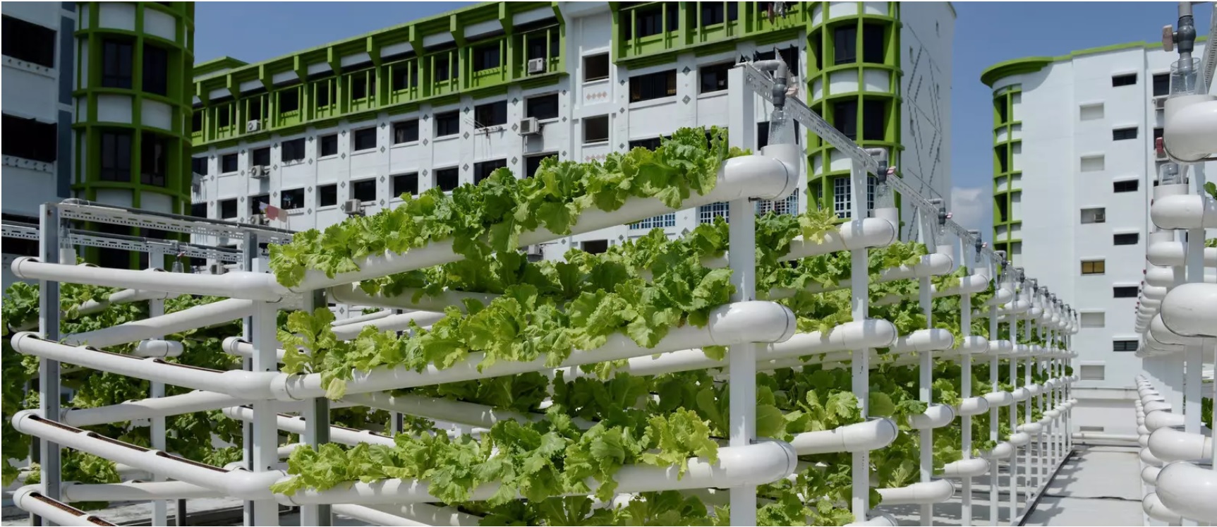 Urban farming is an excellent way to use space for agriculture. (Image: Reuters/Loriene Perera)